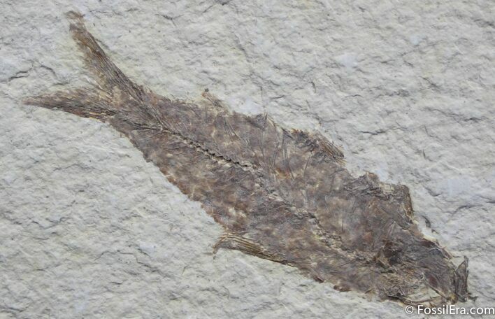Inch Fossil Fish From Wyoming #784